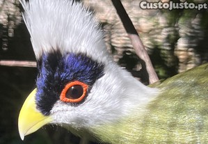 Turaco crista branca (tauraco leucolophus)