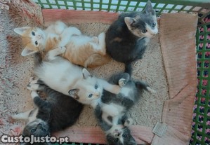 Gotinhas para adopção