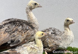 Paves bebes (Pavo cristatus)