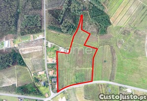 Vinha Com 22.000 M2 Em Póvoa Do Bispo | Cantanhede