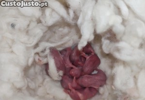 imagem_1