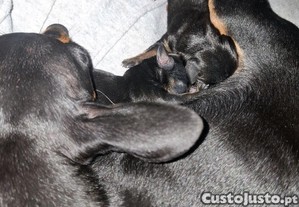 imagem_3