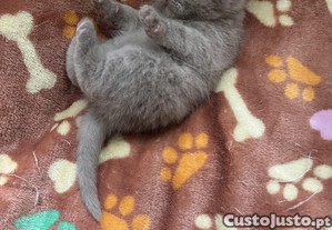 imagem_4