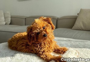 imagem_2