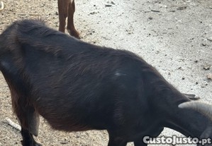 Cabritas para mudana de pasto