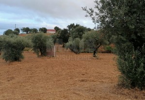 Terreno em Mouriscas para cultivo com olival e árv