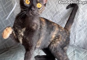 Lapulha, gata juvenil ESTERILIZADA disponível para adoção responsável