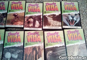 imagem_8