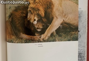 imagem_6