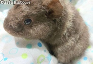 Porquinho da Índia Teddy filhote