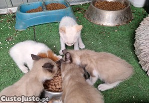 imagem_4