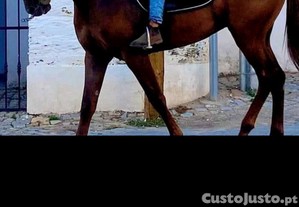 Cavalo 5 anos