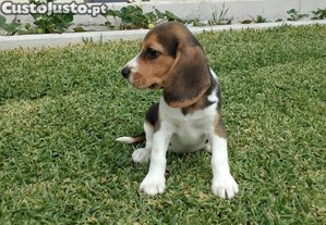 Beagle Tricolor Cachorro
