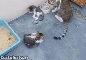Gatas para oferecer