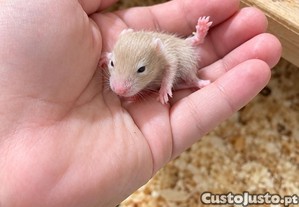 imagem_2