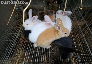 imagem_2