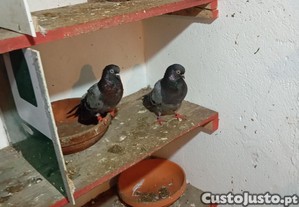 imagem_6