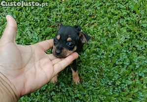 imagem_5