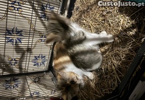 2 gatinhos para Adopo GRATIS