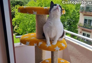 Arranhador de gato