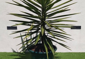 Planta Yucca Grande cms altura - oferta do vaso