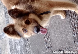 Doação / Adotar - cão para adoção responsavel