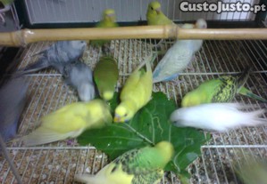 imagem_1