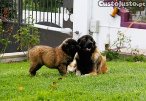 Cachorro, Filhotes robustos, sociais e prontos para novas famlias