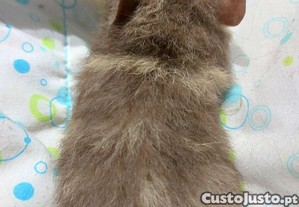 imagem_4