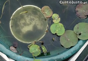 imagem_1