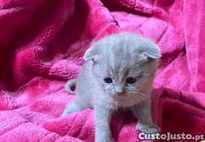 imagem_5