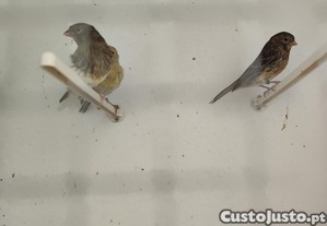 imagem_7