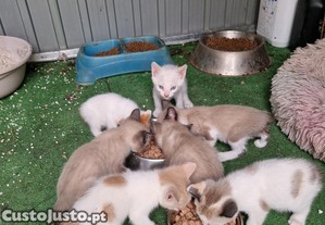 imagem_3