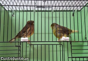 imagem_3