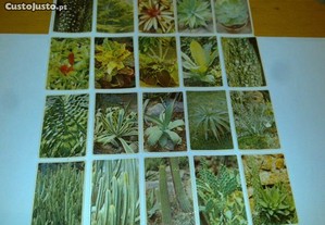 flores - coleção primavera (100 calendários) rara