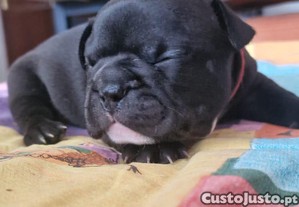 Bulldog francês