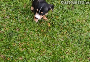 imagem_3