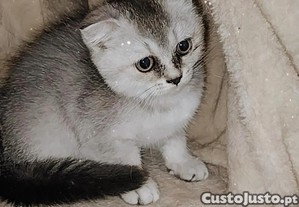 Scottish fold - magnifica