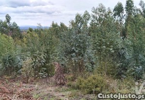 Terreno Agrícola em Graça