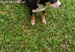 imagem_5