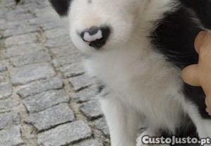 8 weeks old Border Collie