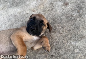 imagem_4