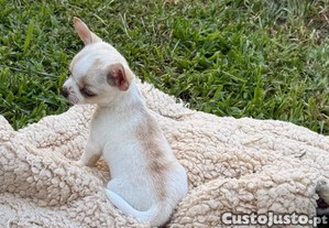 imagem_2