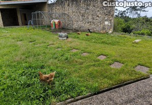 Ovos galádos das minhas galinhas de casa