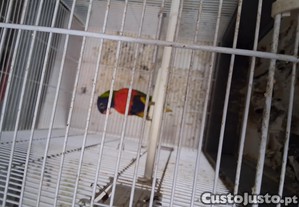 imagem_1