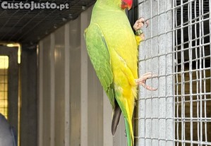 imagem_4