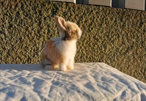 imagem_3