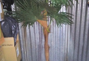 planta árvore palmeira 1.70