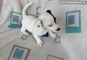 Jack Russell terrier macho pelo curto