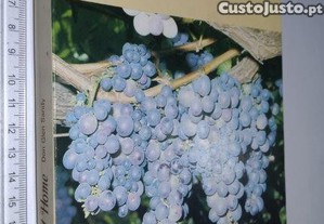 imagem_1
